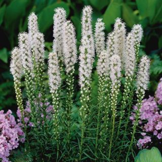 White Blazing Stars Liatris Thumbnail